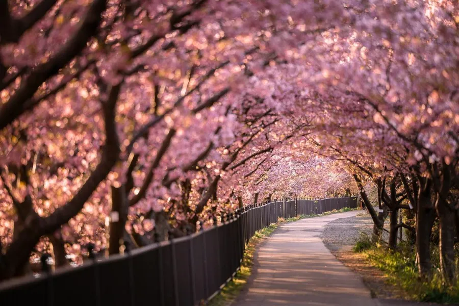 Đường hầm hoa anh đào Kawazu | Vườn hoa anh đào Nhật Bản