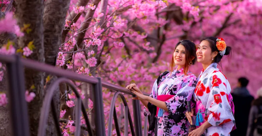 Địa điểm ngắm hoa anh đào Kawazu Nhật Bản