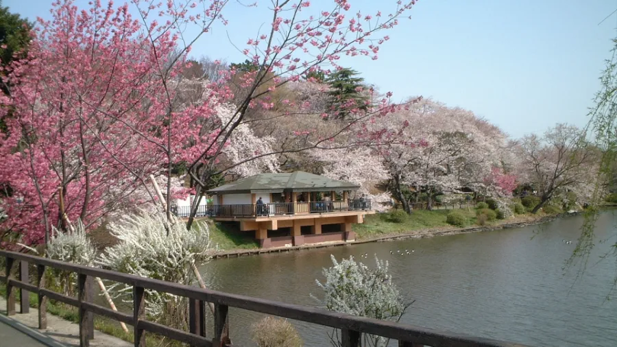 Top 15 địa điểm ngắm hoa anh đào ở Kanagawa Công viên Mitsuike | Ngắm hoa anh đào ở Kanagawa