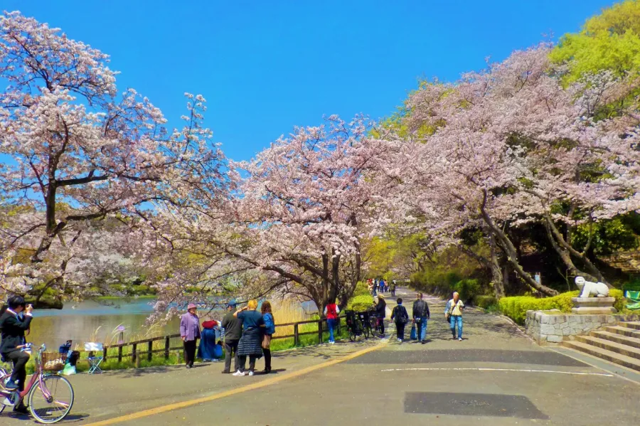 Top 15 địa điểm ngắm hoa anh đào ở Kanagawa Công viên Mitsuike | Ngắm hoa anh đào ở Kanagawa