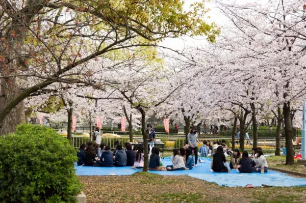 Vườn Bách thảo Nagai | Ngắm hoa anh đào ở Osaka