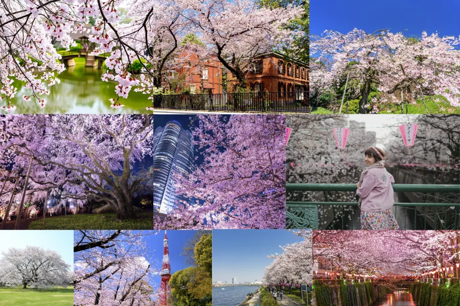 Top 21 địa điểm ngắm hoa anh đào ở Tokyo