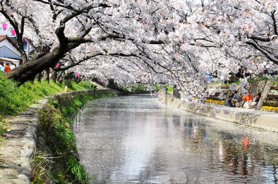 Top 13 địa điểm ngắm hoa anh đào ở Okazaki