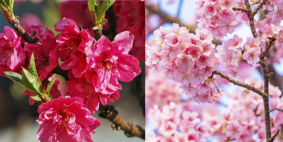 So Sánh Hoa Đào Việt Nam và Hoa Anh Đào Nhật Bản