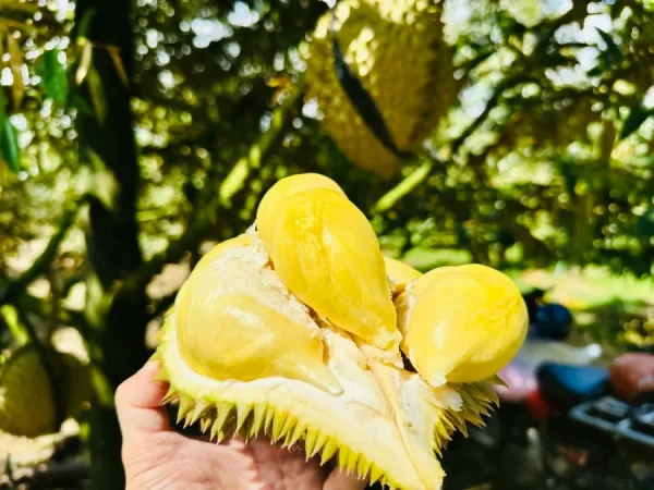 Hành khách có được mang bánh kẹo lên máy bay không?