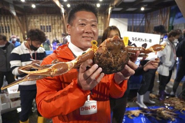 Cua tuyết Nhật Bản - Vua của các loài cua