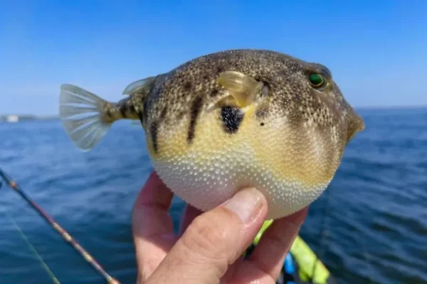 Thịt cá nóc Fugu - Món ăn "nguy hiểm” nhưng đầy quyến rũ của Nhật Bản