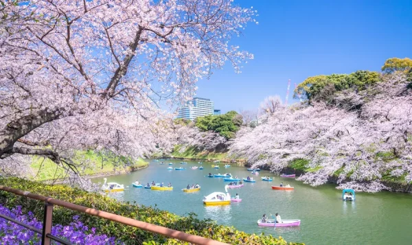 Hành trình khám phá xứ sở hoa anh đào: Cẩm nang du lịch Nhật Bản tự túc từ A đến Z Chidorigafuchi Park - Thiên Đường Hoa Anh Đào Giữa Lòng Tokyo