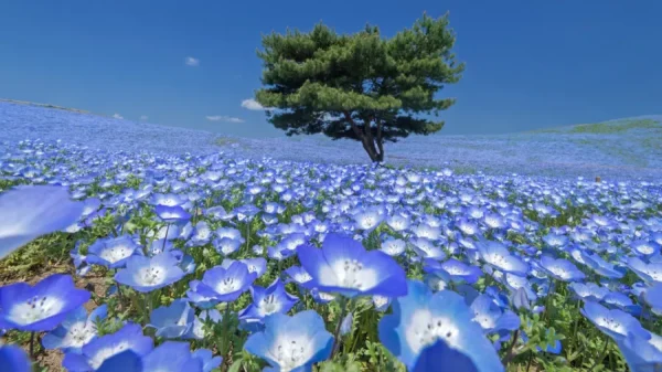 Hitachi Seaside Park: Bức tranh thiên nhiên tuyệt mỹ của Nhật Bản