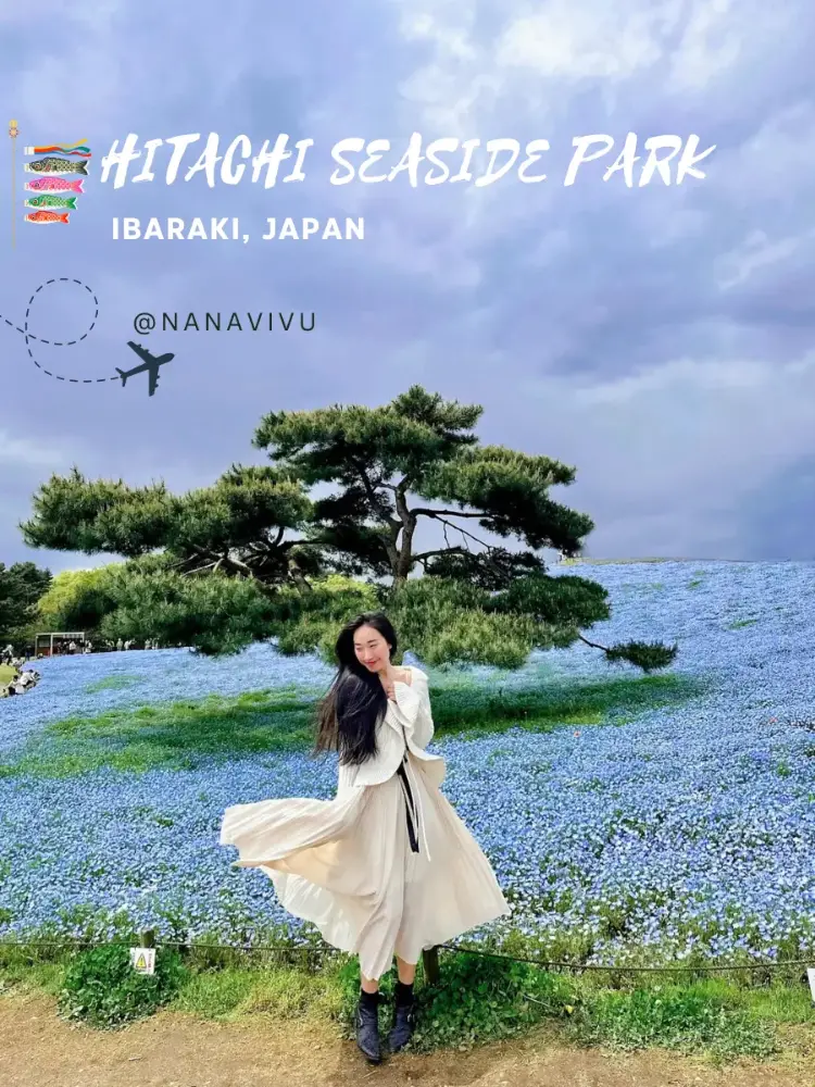 Hitachi Seaside Park - Cảnh đẹp Nhật Bản mùa thu