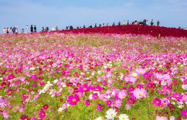 Hitachi Seaside Park: Bức tranh thiên nhiên tuyệt mỹ của Nhật Bản