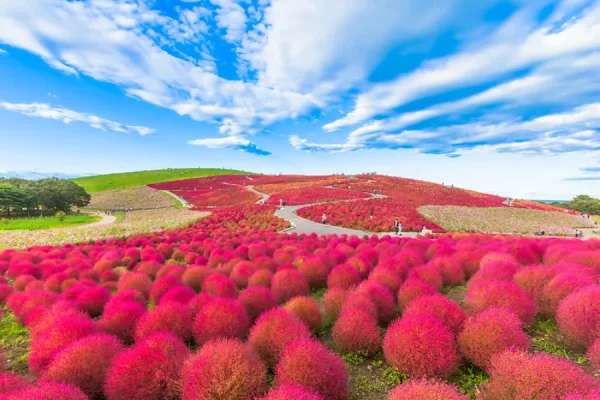 Hitachi Seaside Park: Bức tranh thiên nhiên tuyệt mỹ của Nhật Bản