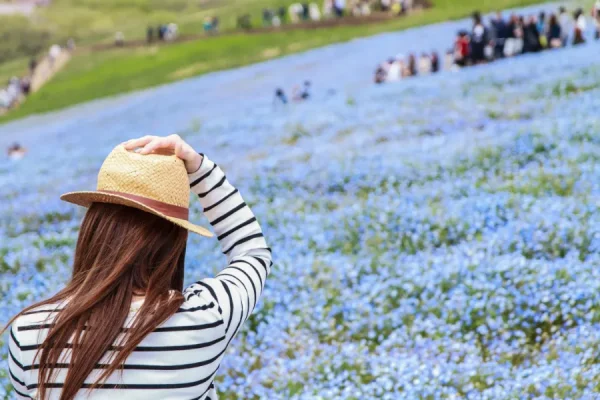 Hitachi Seaside Park: Bức tranh thiên nhiên tuyệt mỹ của Nhật Bản