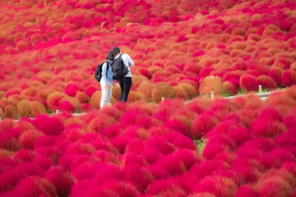 Hitachi Seaside Park: Bức tranh thiên nhiên tuyệt mỹ của Nhật Bản