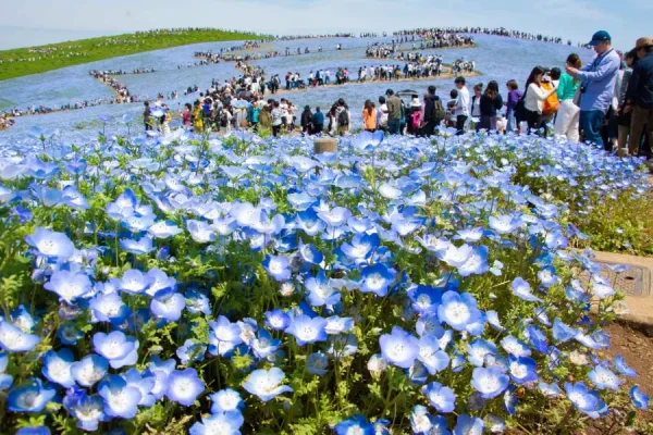 Hitachi Seaside Park: Bức tranh thiên nhiên tuyệt mỹ của Nhật Bản