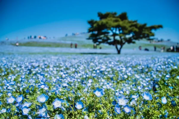 Hitachi Seaside Park: Bức tranh thiên nhiên tuyệt mỹ của Nhật Bản