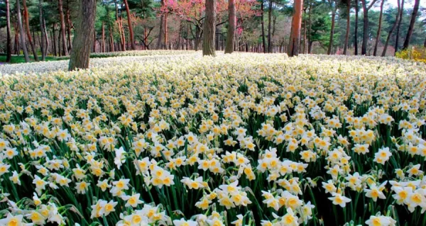 Hitachi Seaside Park: Bức tranh thiên nhiên tuyệt mỹ của Nhật Bản