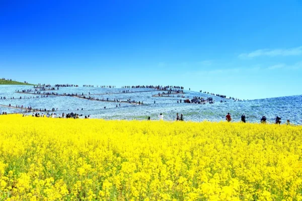 Hitachi Seaside Park: Bức tranh thiên nhiên tuyệt mỹ của Nhật Bản