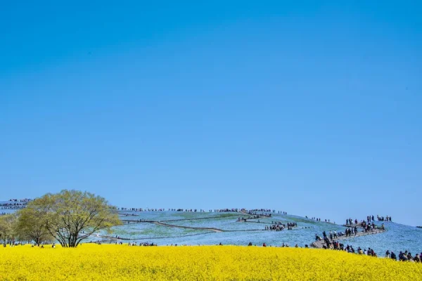 Hitachi Seaside Park: Bức tranh thiên nhiên tuyệt mỹ của Nhật Bản