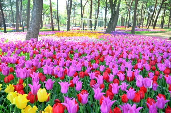 Hitachi Seaside Park: Bức tranh thiên nhiên tuyệt mỹ của Nhật Bản