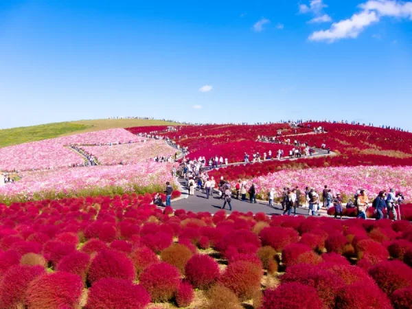 Hitachi Seaside Park: Bức tranh thiên nhiên tuyệt mỹ của Nhật Bản