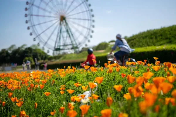 Hitachi Seaside Park: Bức tranh thiên nhiên tuyệt mỹ của Nhật Bản