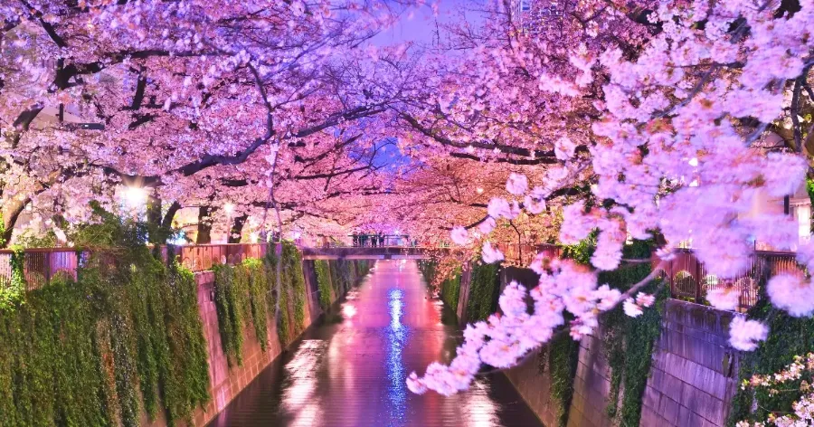 Lễ hội ngắm hoa Hanami