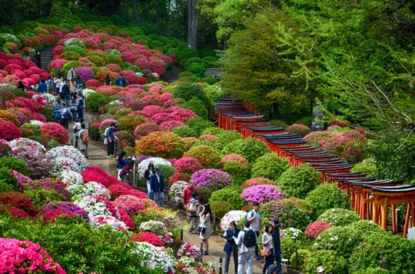 Đền Nezu (Nezu shrine) - Tokyo mùa xuân