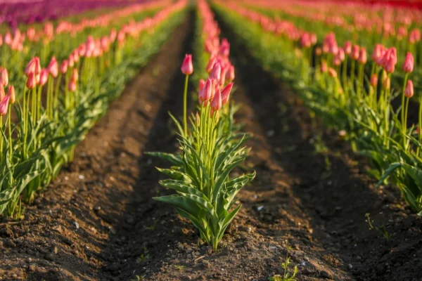 Hoa Tulip Nhật Bản (Churippu): Sắc Màu Tươi Mới Báo Hiệu Mùa Xuân Rực Rỡ Vườn hoa Tulip Kamiyubetsu