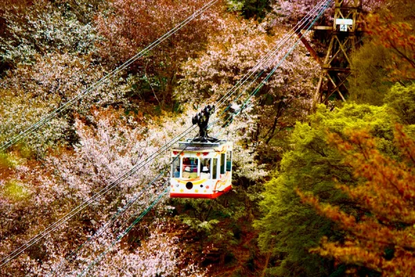 Yoshino Mountain: Những trải nghiệm tuyệt vời trên ngọn núi hoa anh đào Yoshino Mountain: Những trải nghiệm tuyệt vời trên ngọn núi hoa anh đào