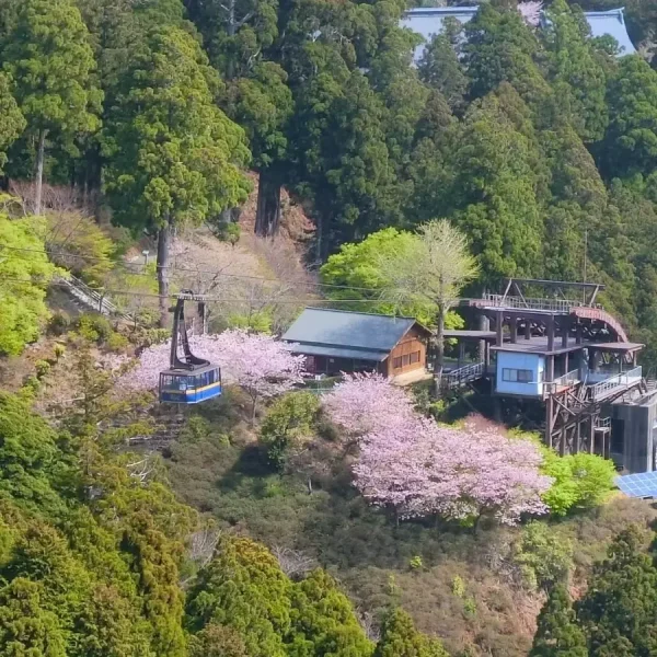 Yoshino Mountain: Những trải nghiệm tuyệt vời trên ngọn núi hoa anh đào Yoshino Mountain: Những trải nghiệm tuyệt vời trên ngọn núi hoa anh đào