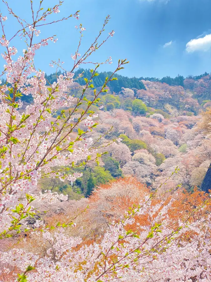 Yoshino Mountain: Những trải nghiệm tuyệt vời trên ngọn núi hoa anh đào Yoshino Mountain: Những trải nghiệm tuyệt vời trên ngọn núi hoa anh đào