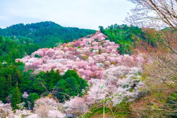 Yoshino Mountain: Những trải nghiệm tuyệt vời trên ngọn núi hoa anh đào Yoshino Mountain: Những trải nghiệm tuyệt vời trên ngọn núi hoa anh đào
