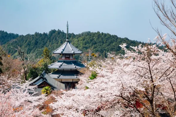 Yoshino Mountain: Những trải nghiệm tuyệt vời trên ngọn núi hoa anh đào Yoshino Mountain: Những trải nghiệm tuyệt vời trên ngọn núi hoa anh đào