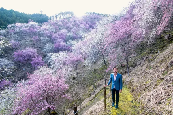 Yoshino Mountain: Những trải nghiệm tuyệt vời trên ngọn núi hoa anh đào Yoshino Mountain: Những trải nghiệm tuyệt vời trên ngọn núi hoa anh đào