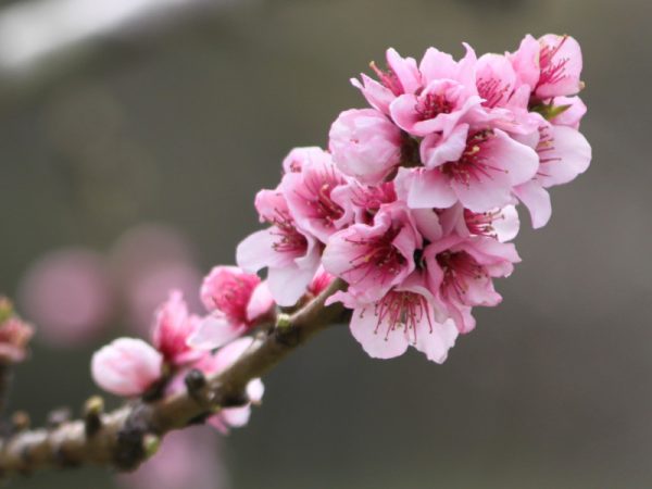 Top 9 loại hoa đẹp nhất nở vào mùa xuân ở Nhật Bản Hoa đào momo Nhật Bản