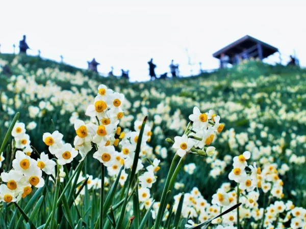 Top 9 loại hoa đẹp nhất nở vào mùa xuân ở Nhật Bản Hoa Thủy Tiên (Suisen)