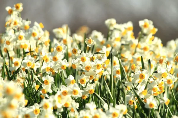 Top 9 loại hoa đẹp nhất nở vào mùa xuân ở Nhật Bản Hoa Thủy Tiên (Suisen)