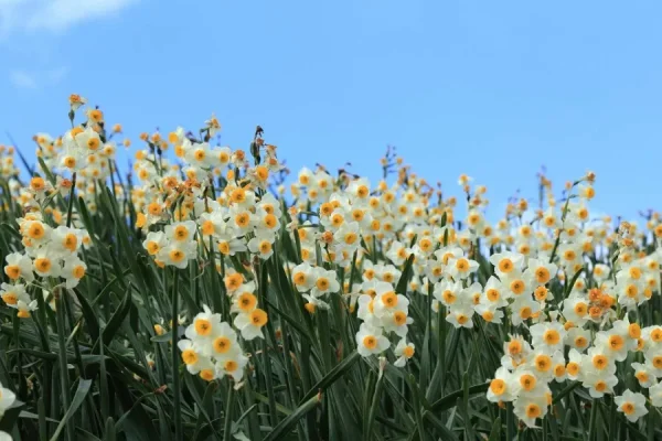 Top 9 loại hoa đẹp nhất nở vào mùa xuân ở Nhật Bản Hoa Thủy Tiên (Suisen)