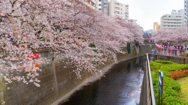 Meguro River: Con đường hoa anh đào rực rỡ nhất Tokyo