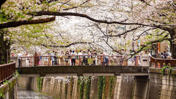 Meguro River: Con đường hoa anh đào rực rỡ nhất Tokyo