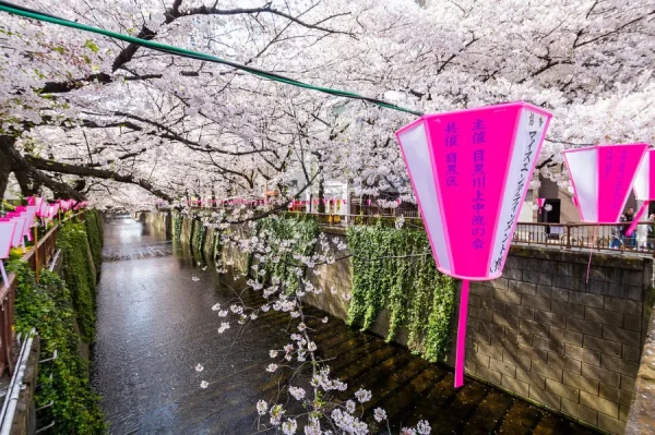 Meguro River: Con đường hoa anh đào rực rỡ nhất Tokyo