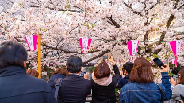 Meguro River: Con đường hoa anh đào rực rỡ nhất Tokyo