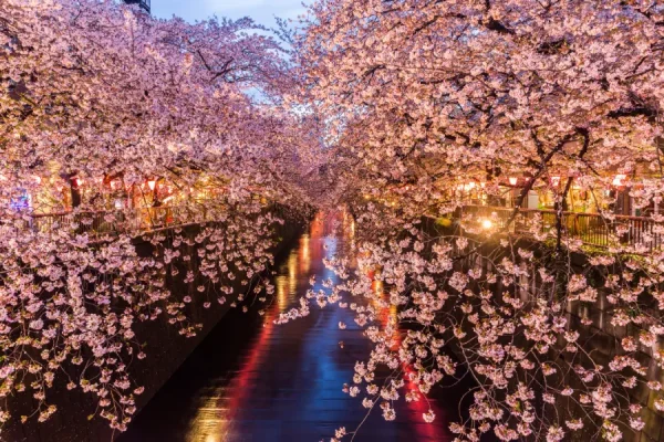 Meguro River: Con đường hoa anh đào rực rỡ nhất Tokyo