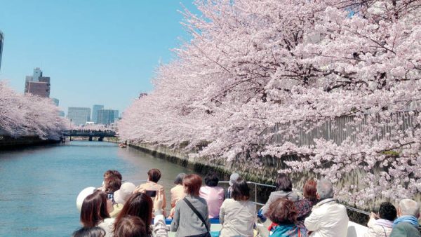Meguro River: Con đường hoa anh đào rực rỡ nhất Tokyo