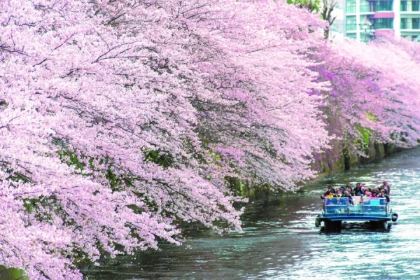 Meguro River: Con đường hoa anh đào rực rỡ nhất Tokyo