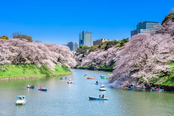 Meguro River: Con đường hoa anh đào rực rỡ nhất Tokyo