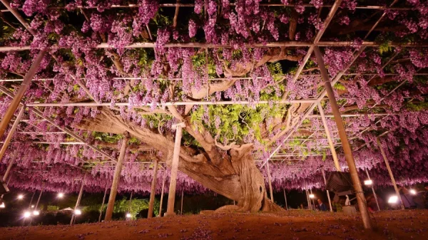 Ashikaga Flower Park: Chiêm ngưỡng vườn hoa tử đằng đẹp nhất Nhật Bản