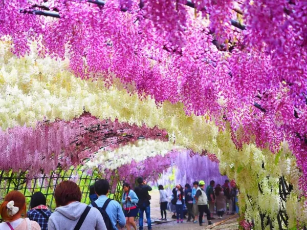Ashikaga Flower Park: Chiêm ngưỡng vườn hoa tử đằng đẹp nhất Nhật Bản