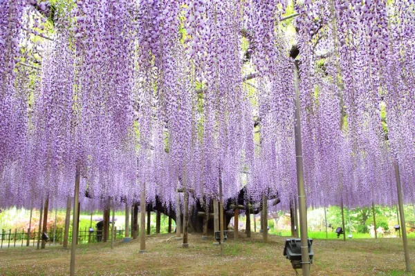 Ashikaga Flower Park: Chiêm ngưỡng vườn hoa tử đằng đẹp nhất Nhật Bản